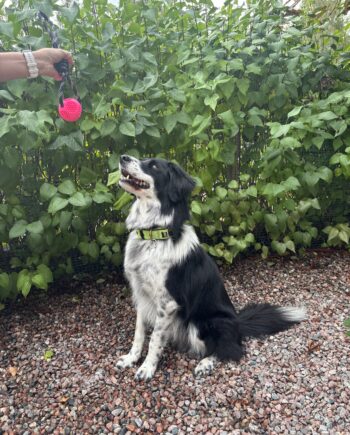 Hundleksak rep med boll